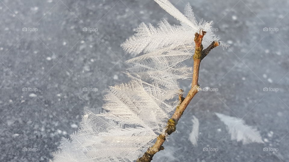 Ice feathers on stick