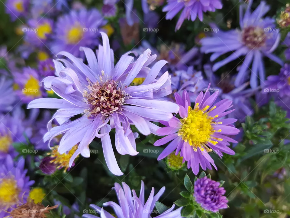 purple