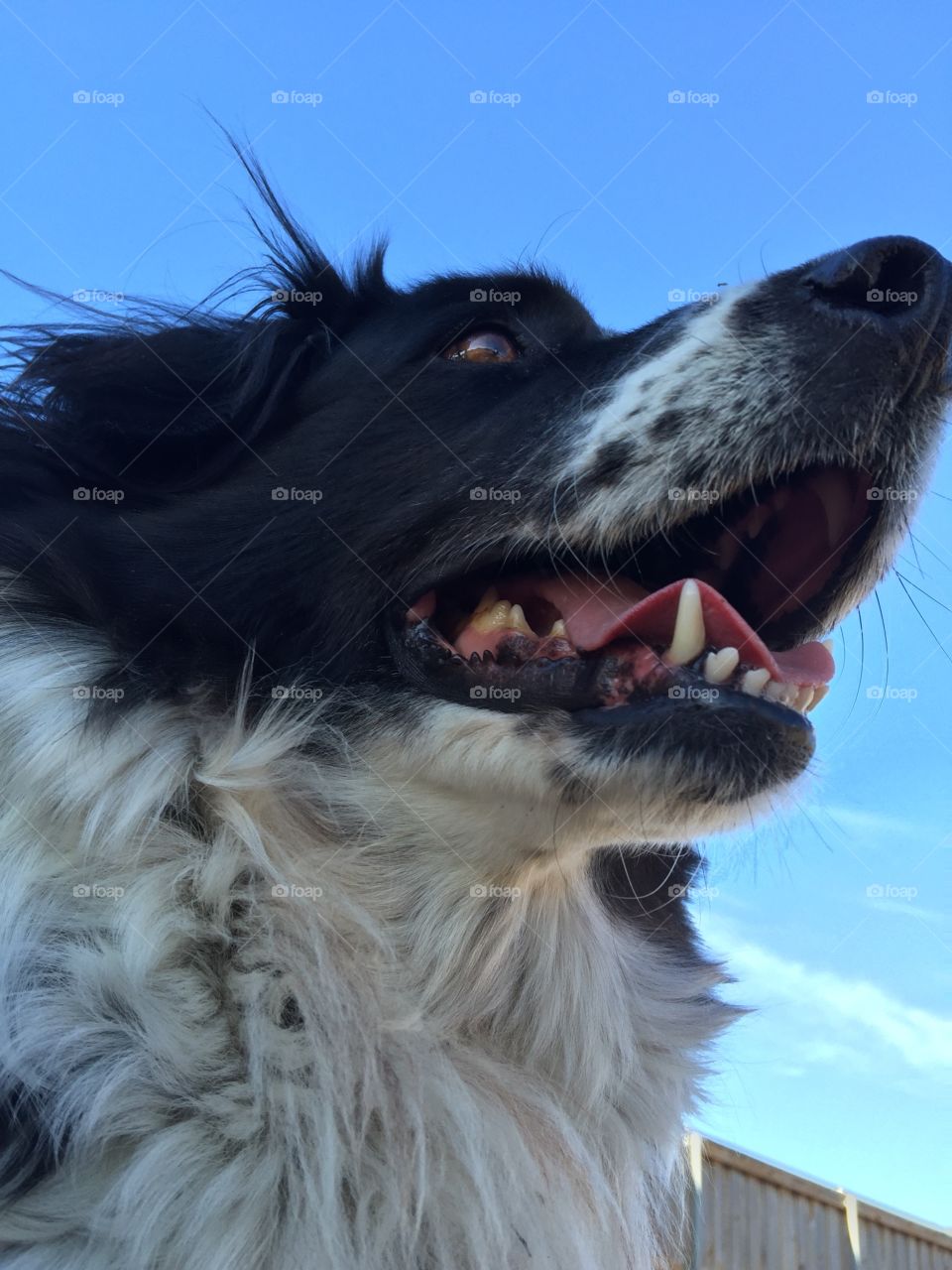 Portrait of a black and white dog outside