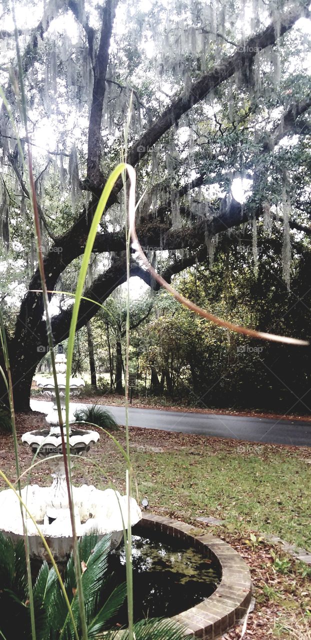 autumn rainoak trees fountain foliage