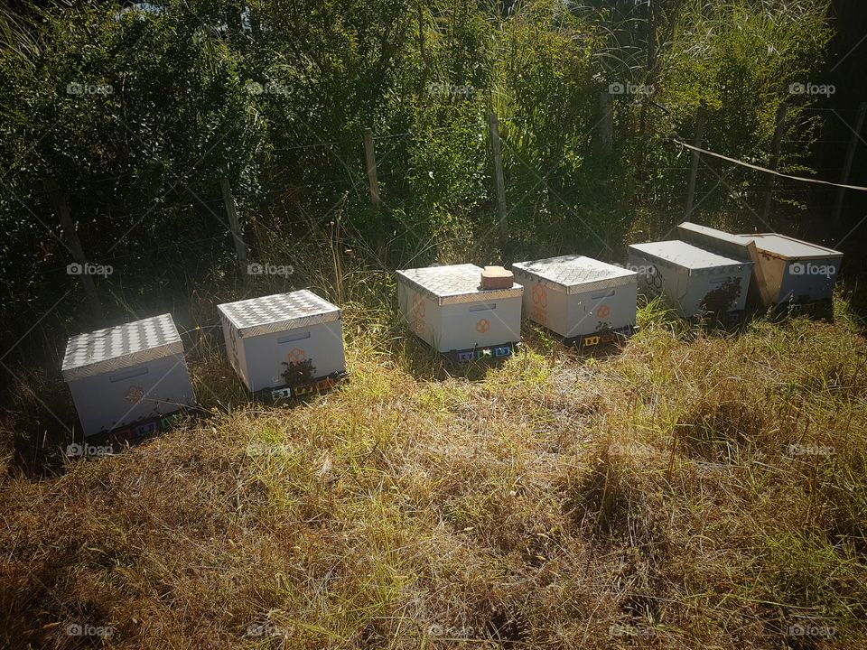 Bee Hives