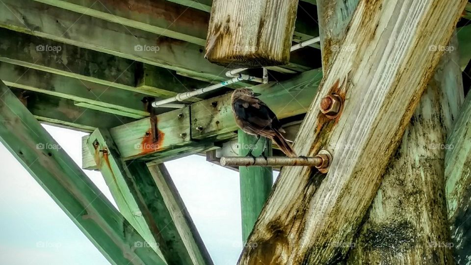 Bird under the Pier