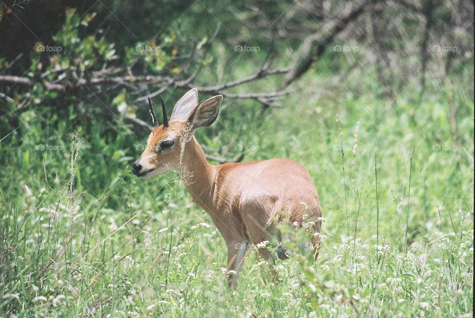 Steenbok.