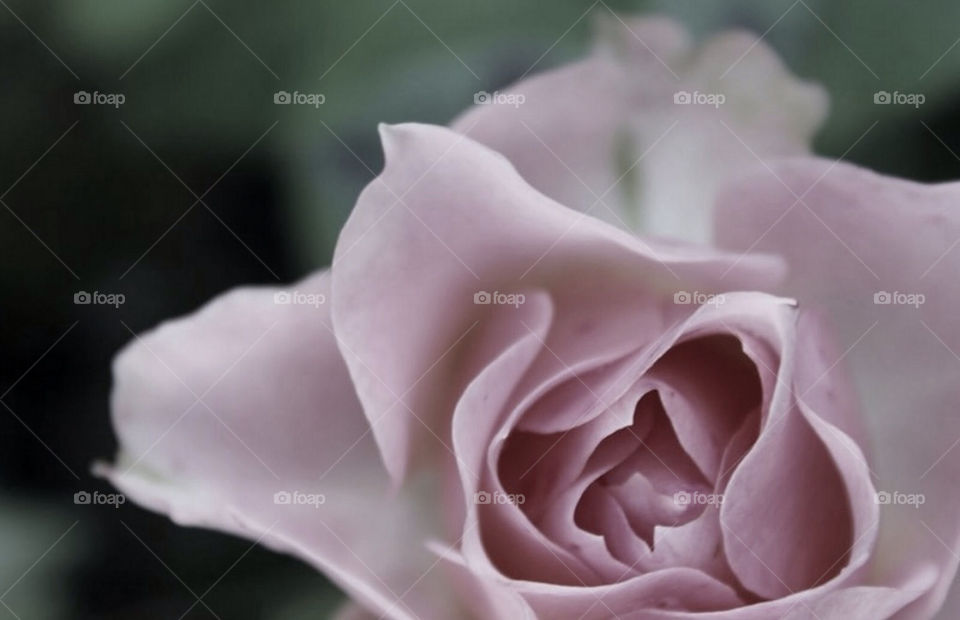 flowers pink macro rose by merethe