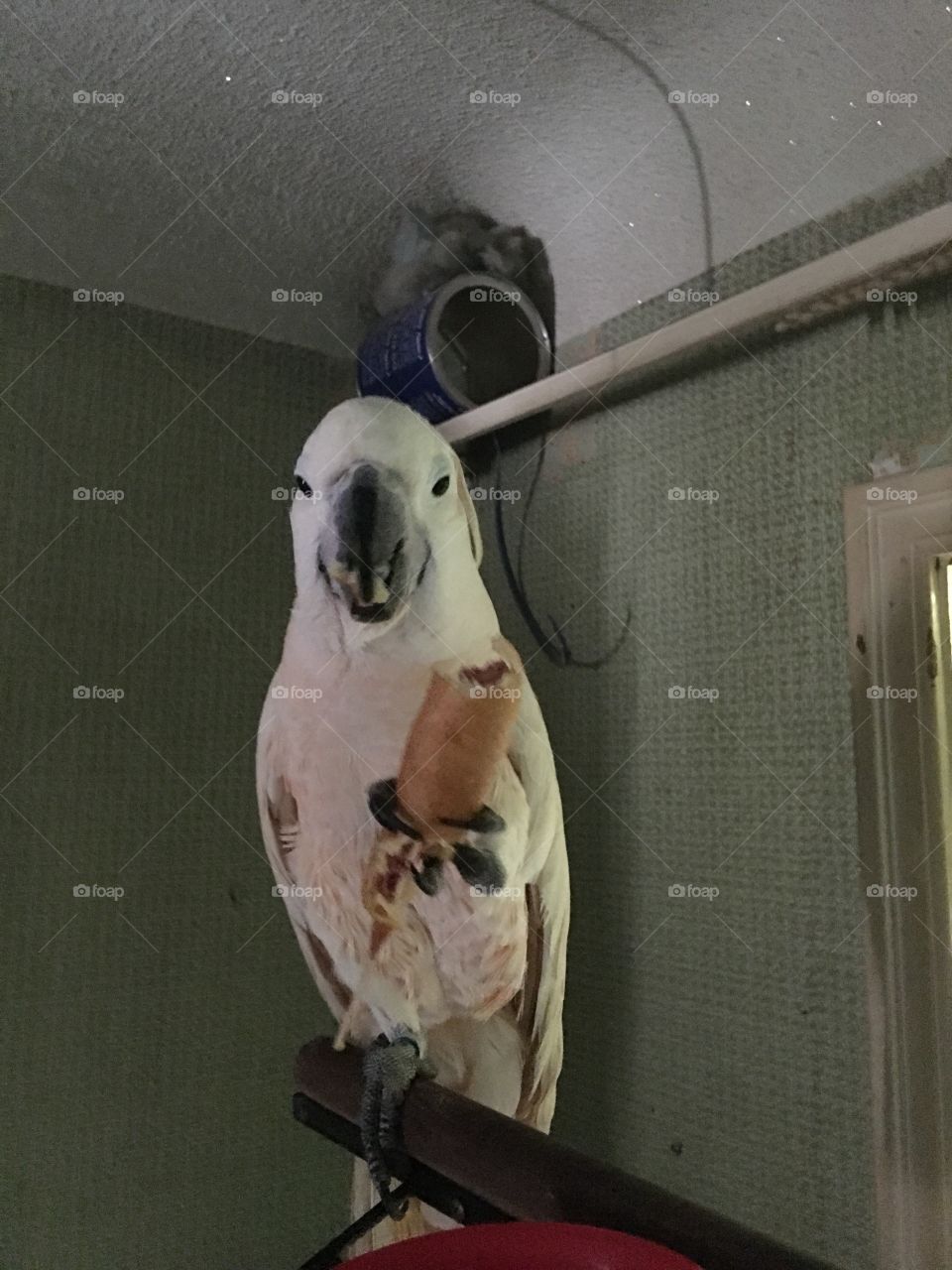 Cockatoo eating a pogo stick 
