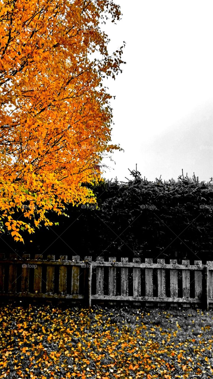 Autumn yellow leaves