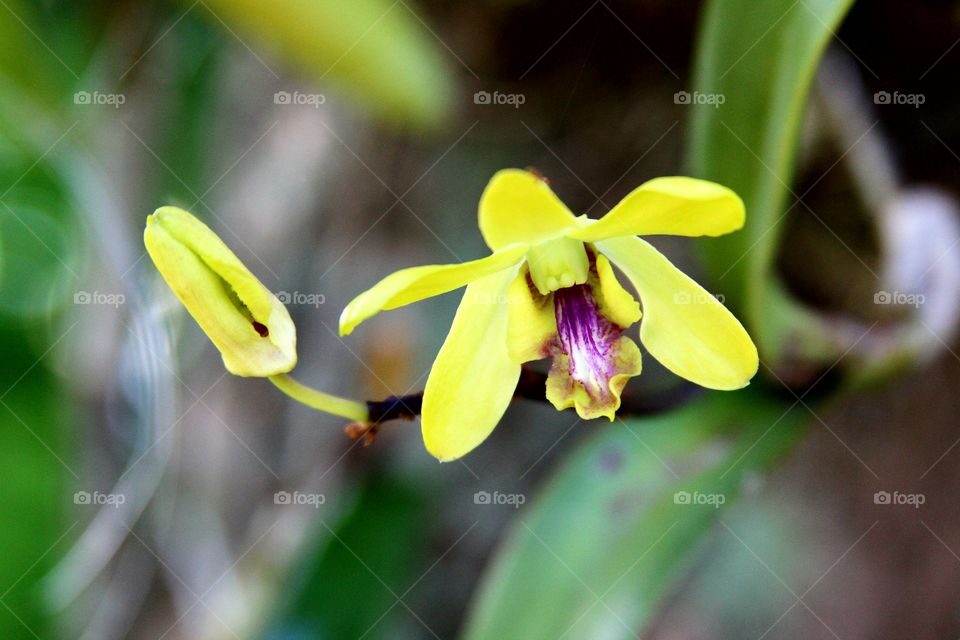 yellow orchid.