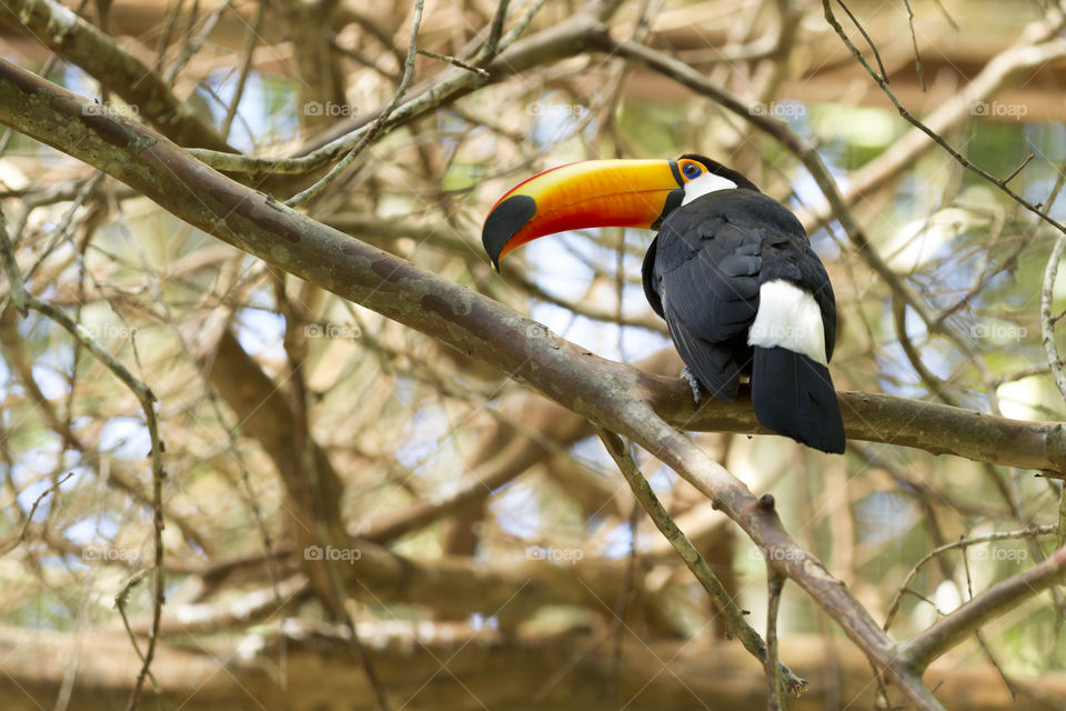 Toco Toucan.