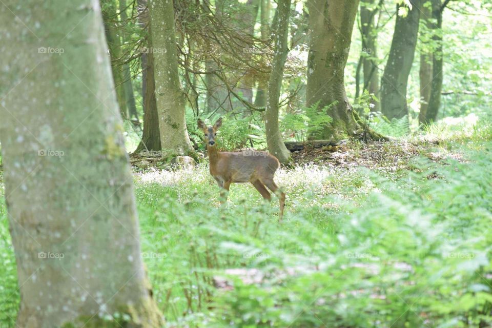 Roe Deer in the woods, Monikie, Scotland