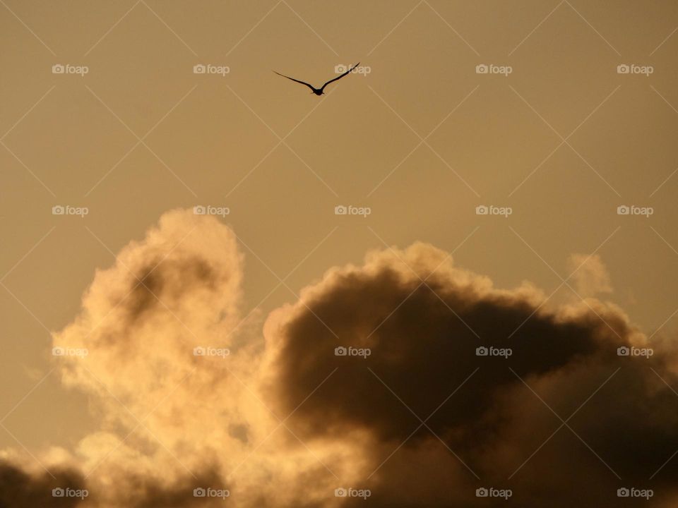 A bird flies high above the clouds at sunrise