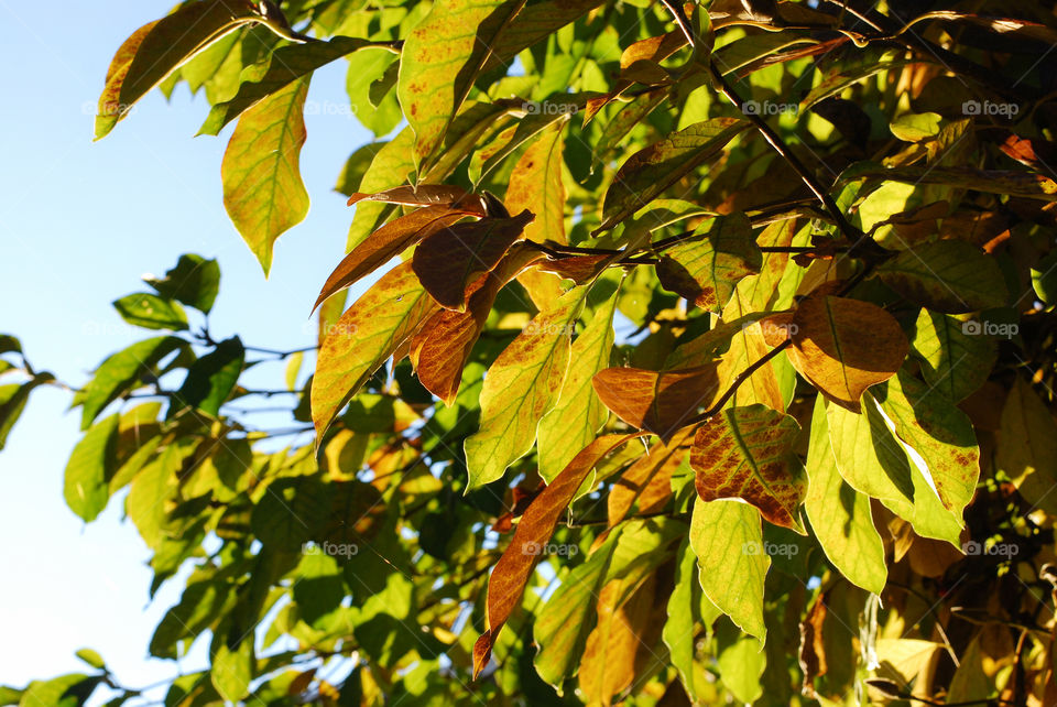 Rays of sun over the leaves.