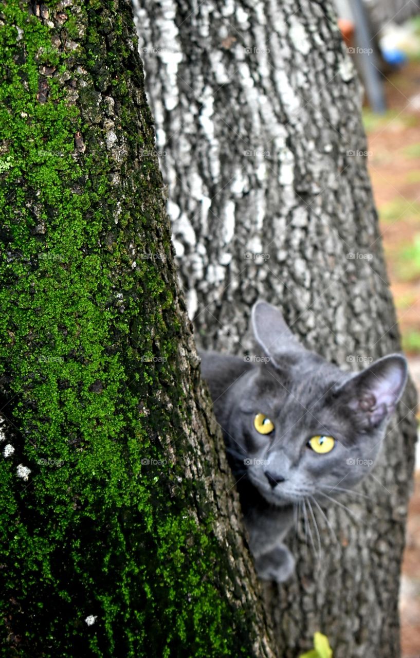 cat in nature