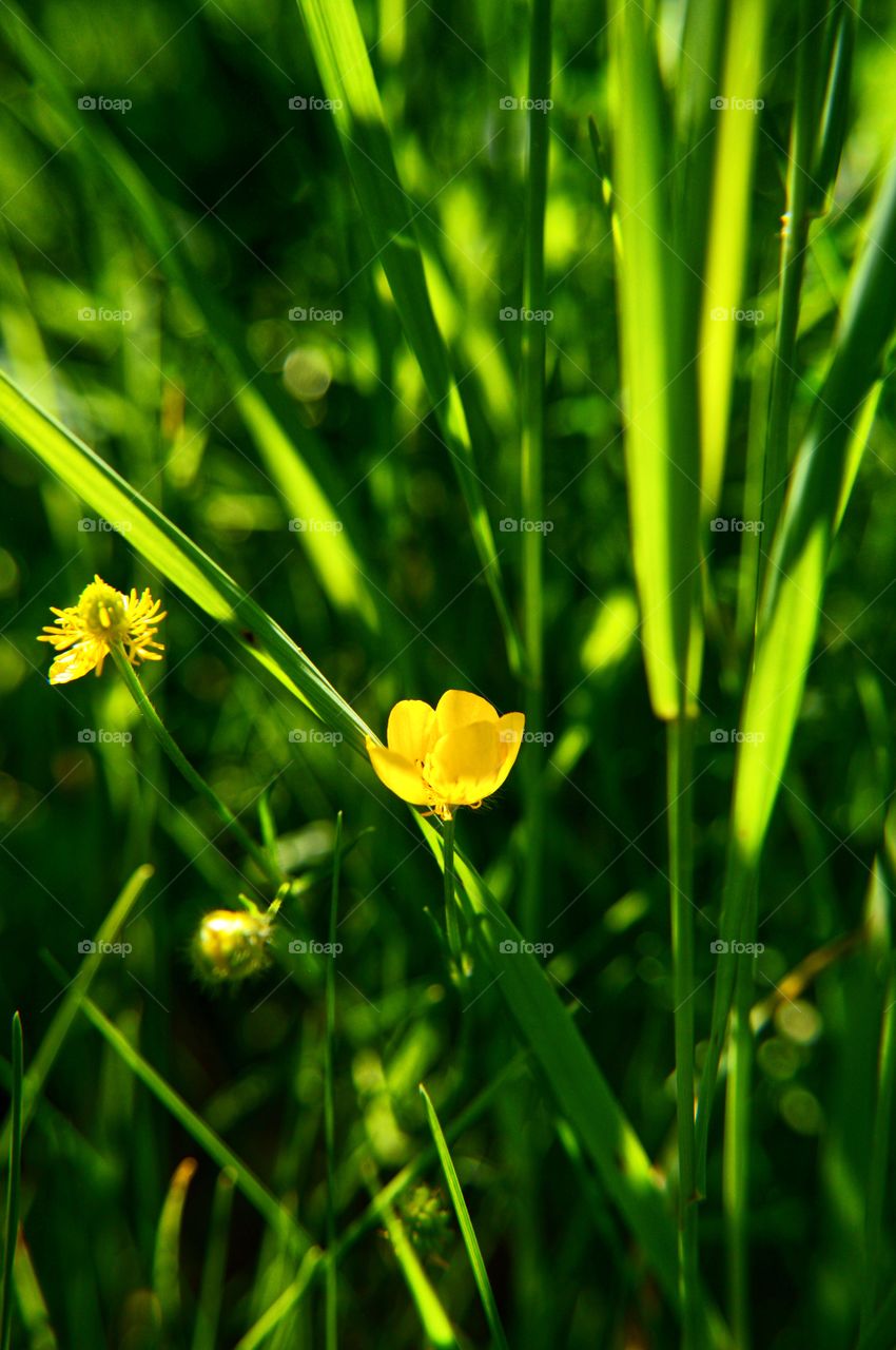 The nature of the native land. In summer, the village is especially good. Everything is blooming and fragrant. Fresh air