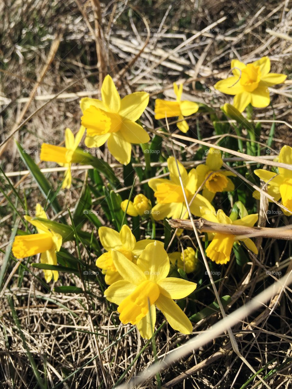 Daffodils