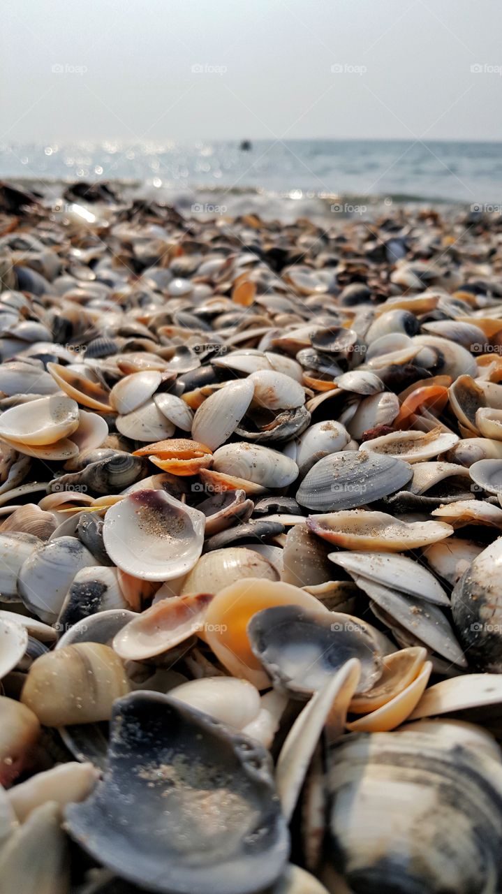 Sea Shells