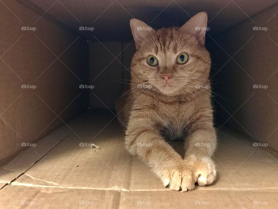 An orange tabby cat sitting in a cardboard box 