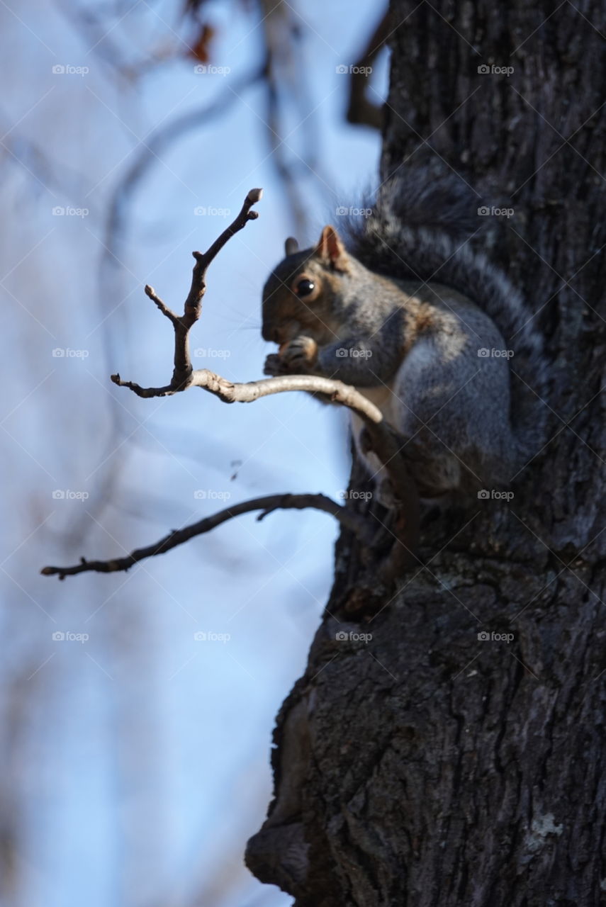 Grey squirrel feeding in tree against blurred background.