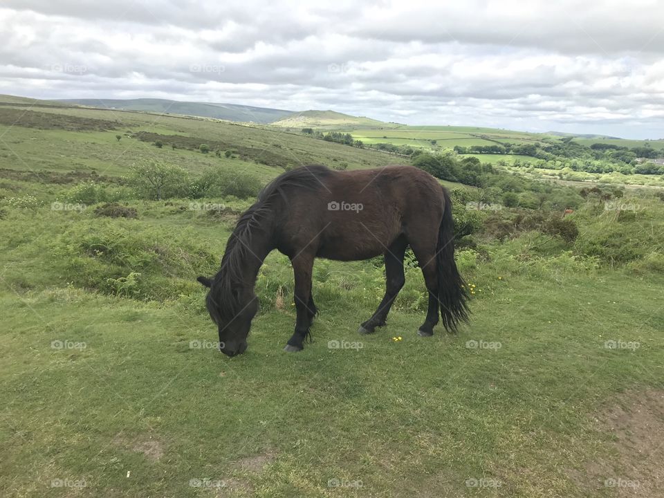 A lovely shot of a Dartmoor pony who is the primary focus,but the scenery is lovely to.