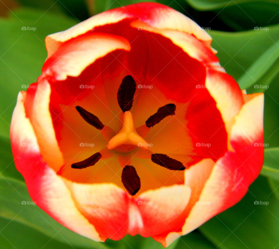 Marco photography: It's all about getting down and getting dirty. There is nothing more satisfying than to make a object such as an insect, rock, or flower into a Macro photograph!