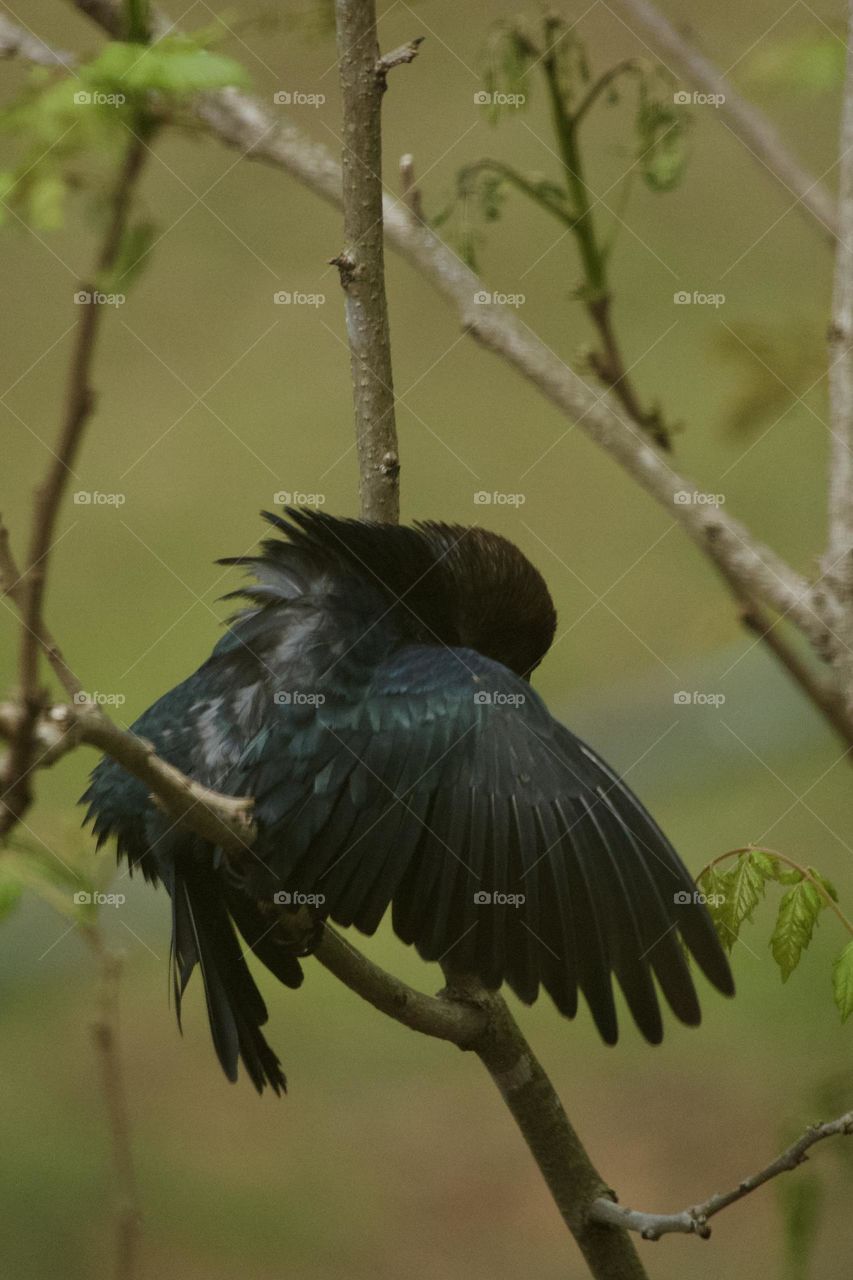 Closeup of a brown headed cowbird perched on a tree limb displaying his plumage and wings