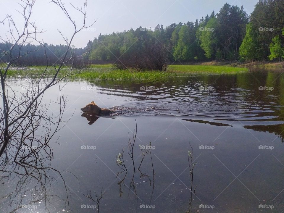 Dog swimming in the lake