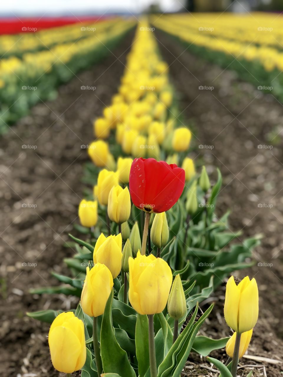 Foap Mission Color Love! One Single Red Tulip in a Field of Yellow Tulips Close Shot!