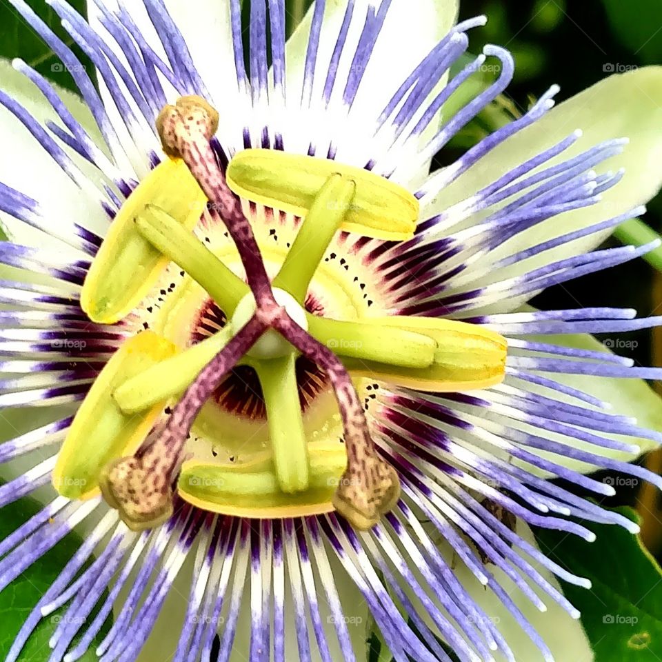 passion flower. a good flower to shoot.