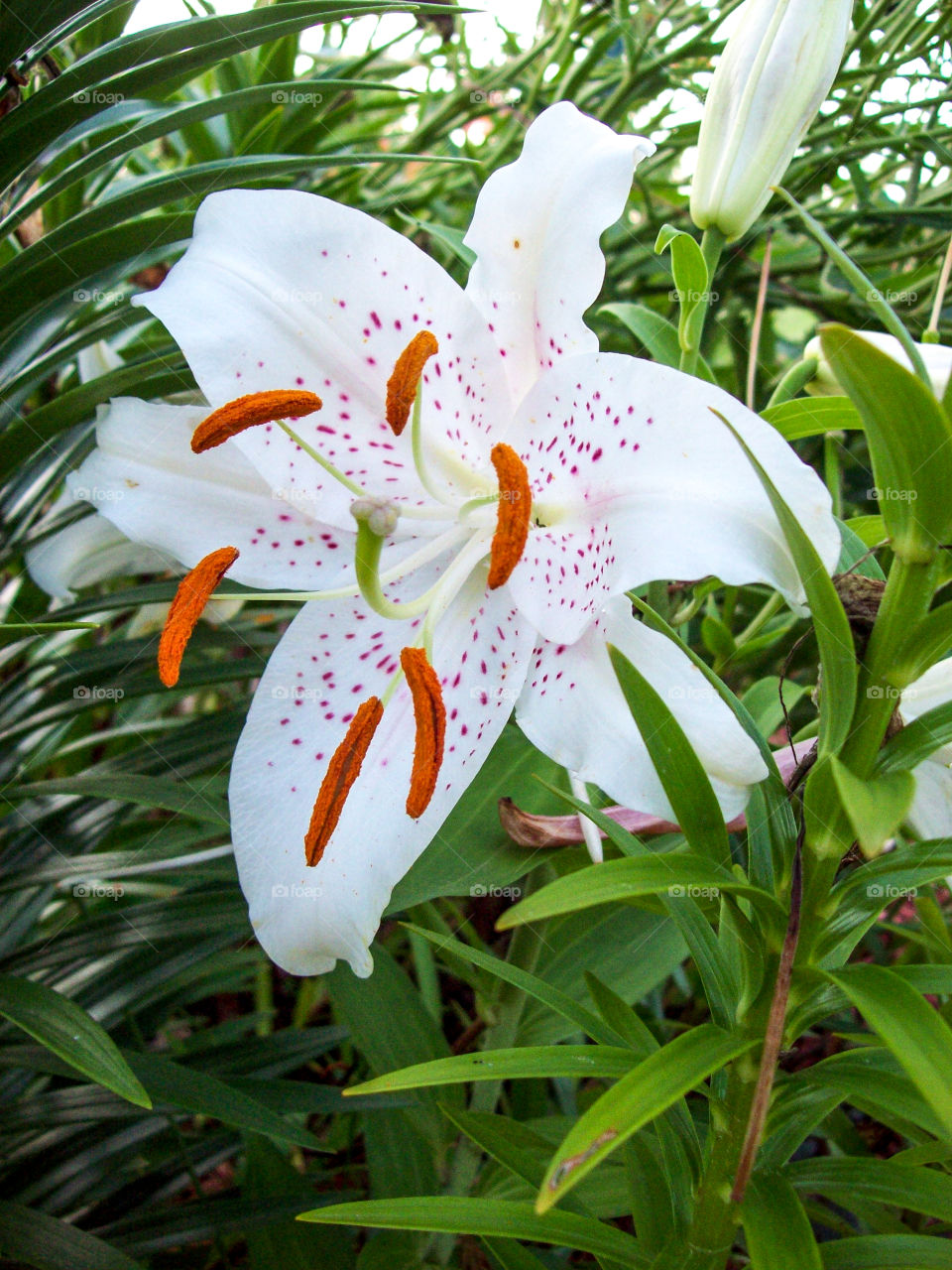 white lily with red freckles