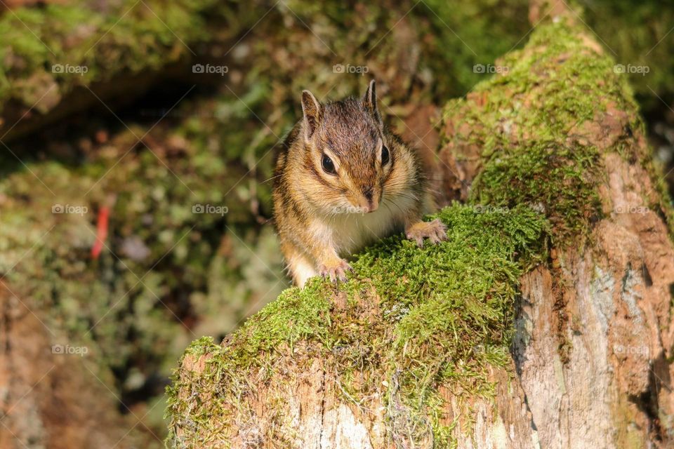 Little chipmunk in the forest