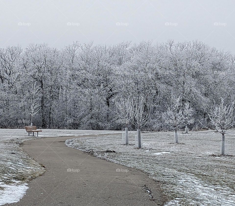 Frosted trees in the park