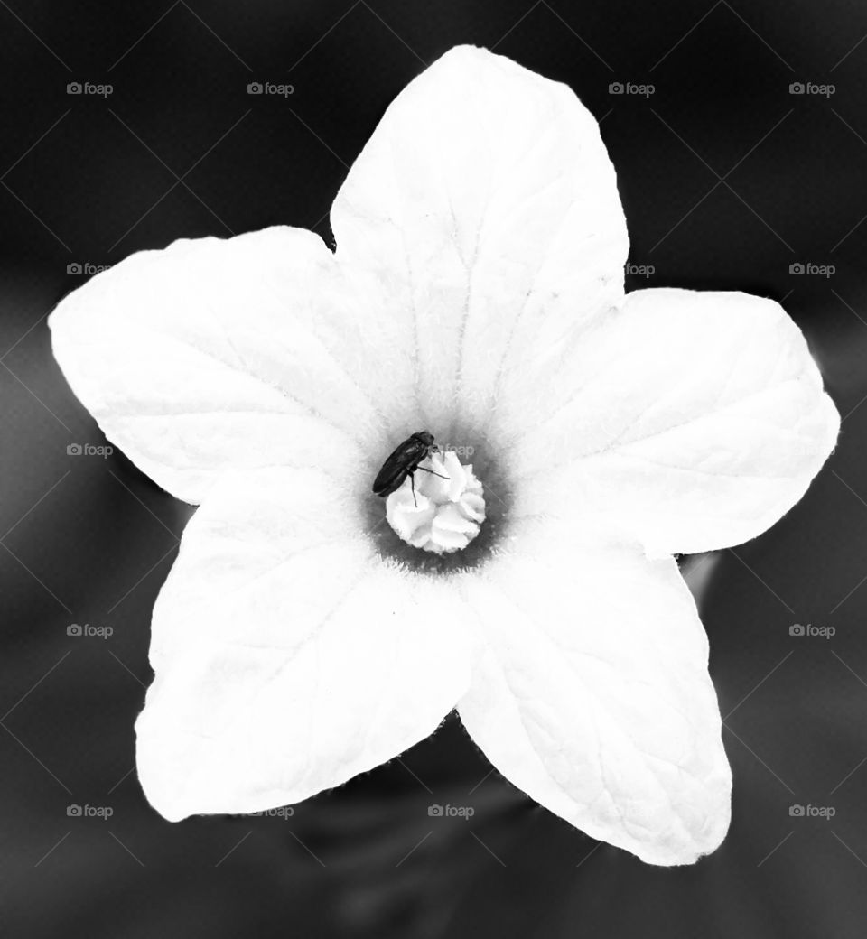 This is beautiful wild flower in black and white.