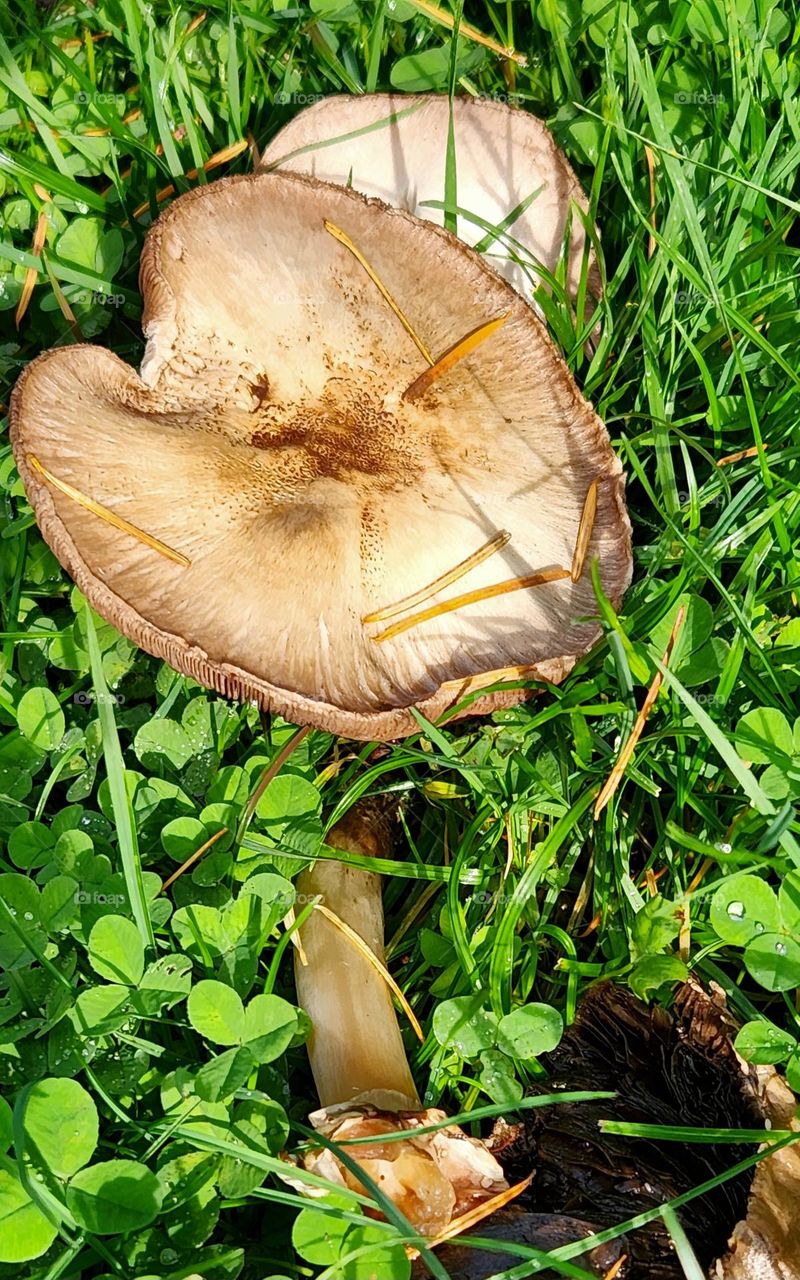 round sunlit mushroom cap growing in wild Oregon grass and clover on an Autumn day