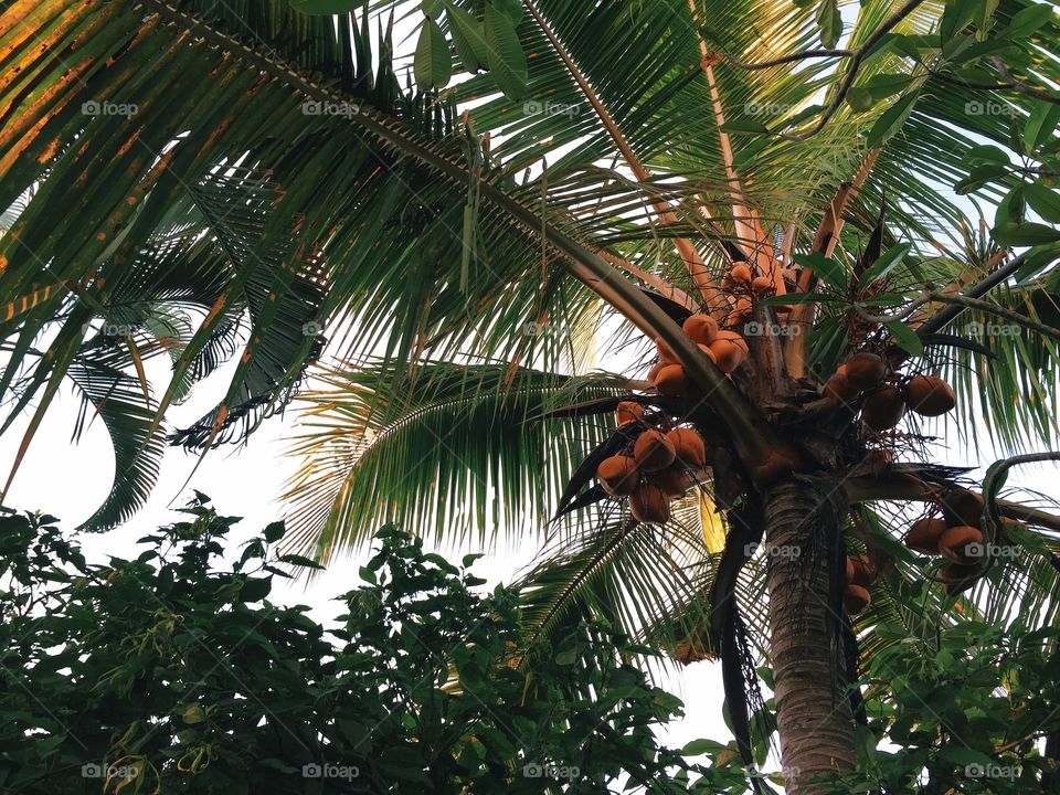 Coconut trees.