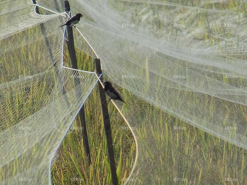 Birds among the yellow rice nets