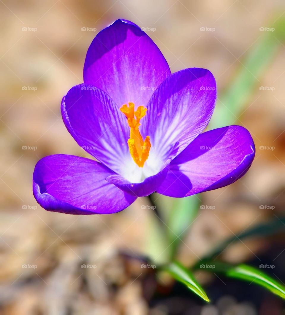 Spring Crocus flower