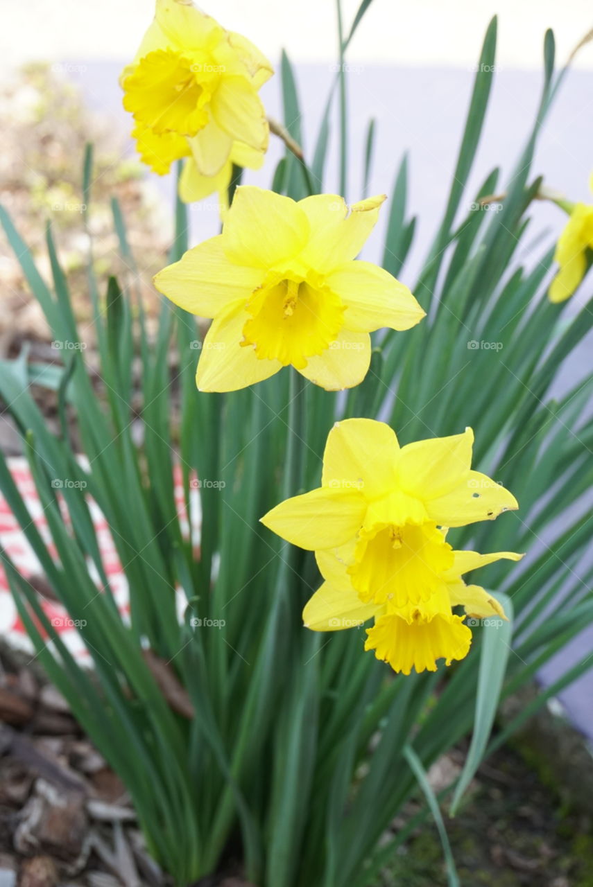 Daffodil
Narcissisus Pseudonarcissus 
Spring California