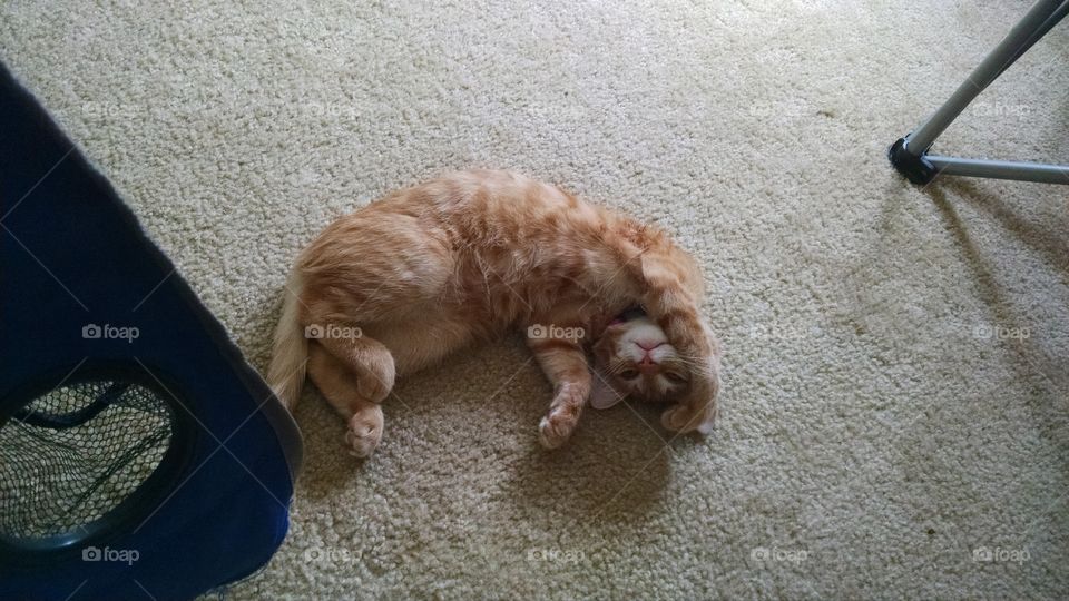 Flexible Puss