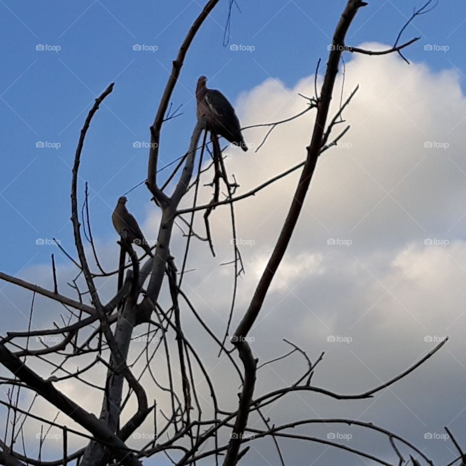 Aves em galhos secos, céu azul com nuvens, natureza.