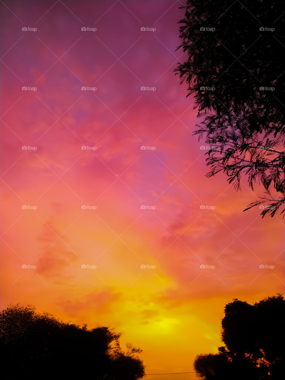 Silhouette tropical tree with sun light on sunset sky. Summer vacation and nature travel adventure concept. trees against colorful sunset