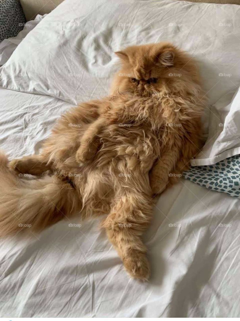 contraste bege com branco