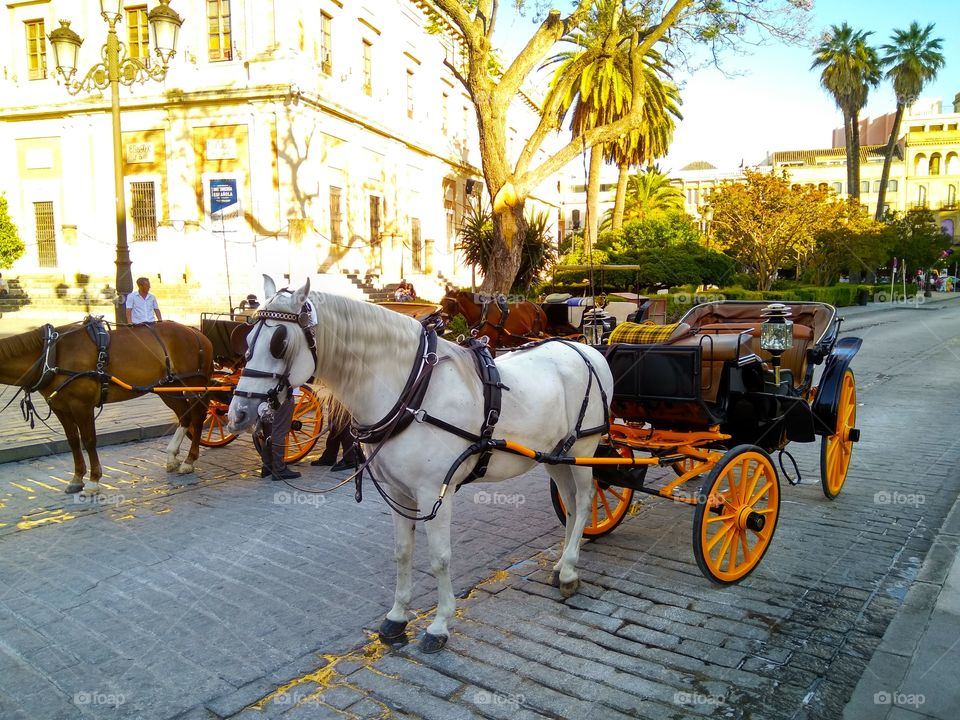 Horse harnessed to a cart. Waiting for tourists to walk around Seville. Summer2018 Spain.
Лошадь запряженная в повоздку.Ожидает туристов для прогулки по Севилье.Лето2018 Испания.