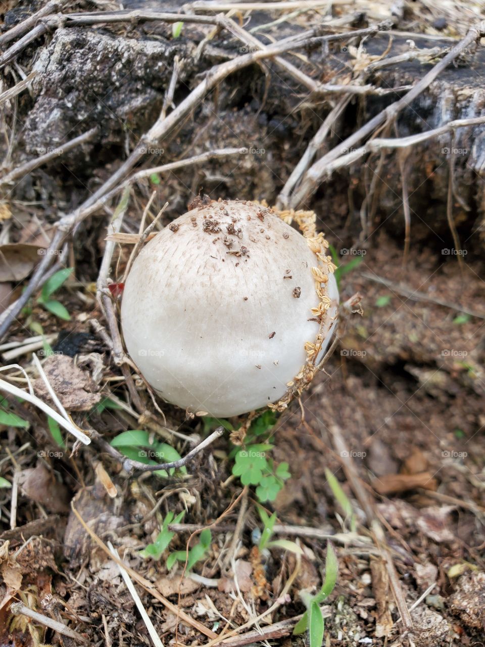 mushroom white green woods