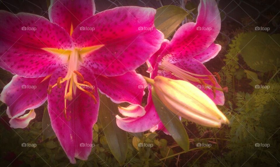 my lillies 