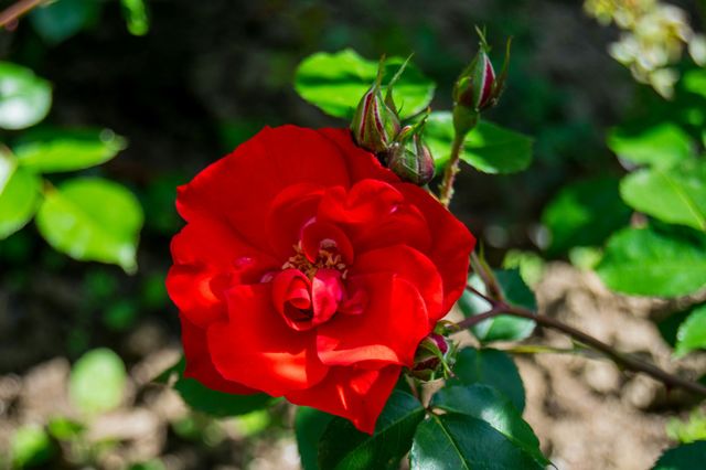 flower