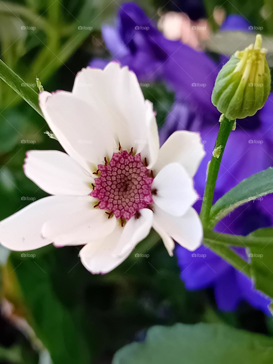 white and purple