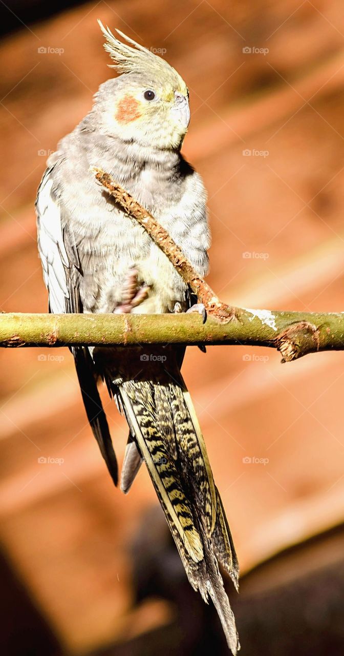 portrait of a parrot on a branch with orange background