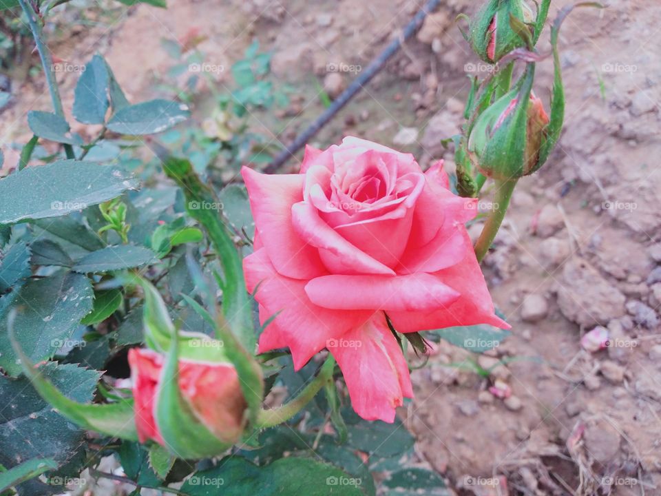 Lovely rose