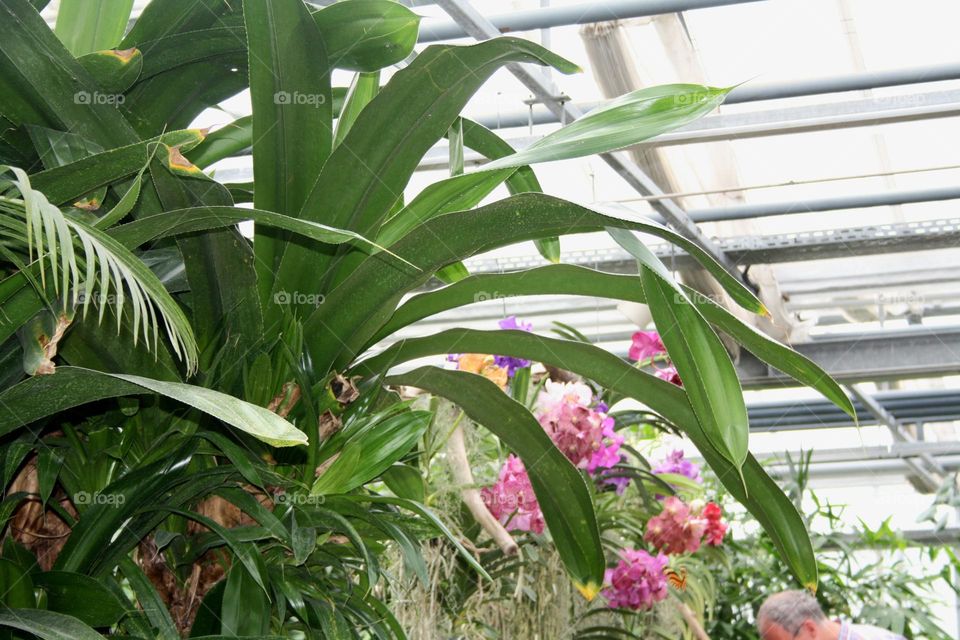 beautiful floral splendor