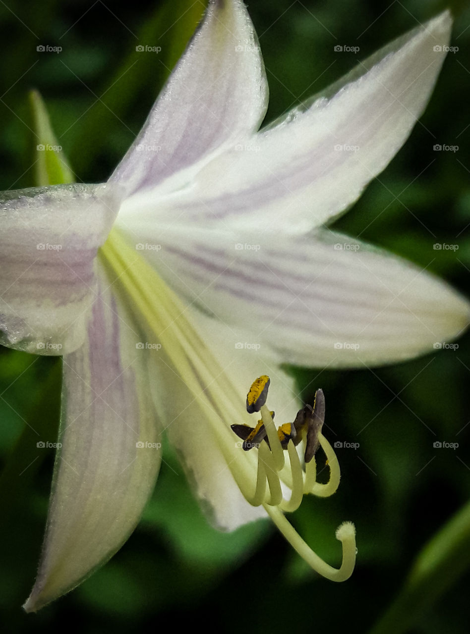 Bloomed flower of a Hosta in the garden