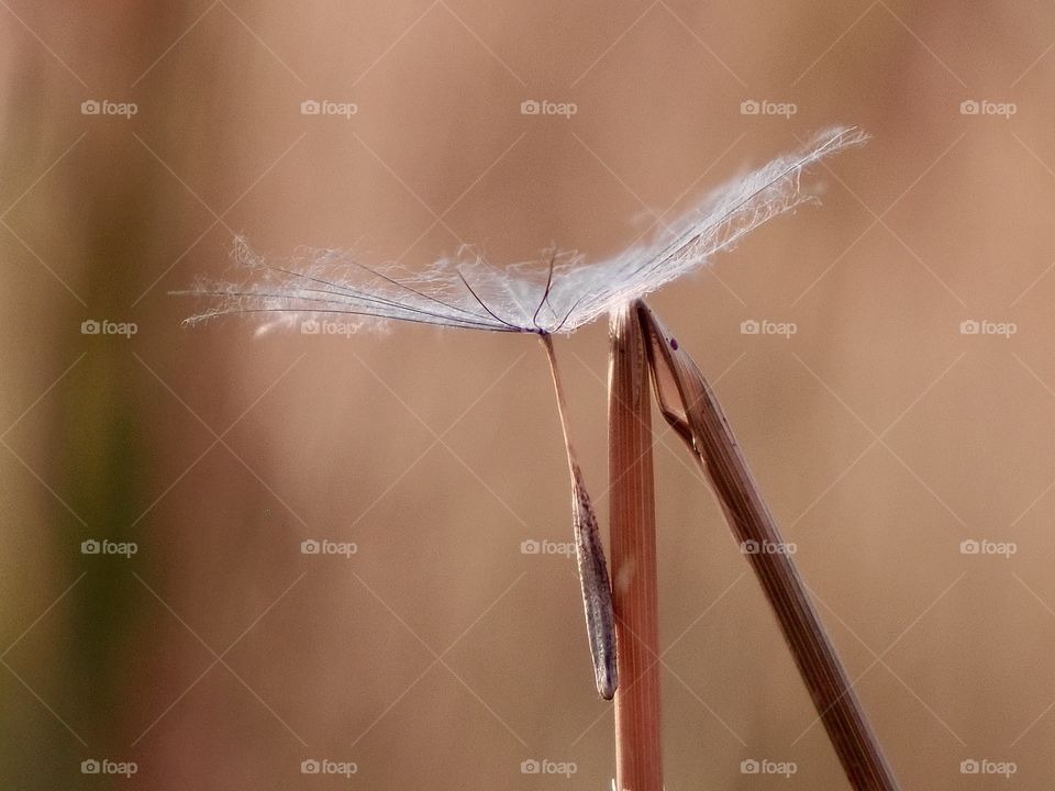 the dream paused for a short respite